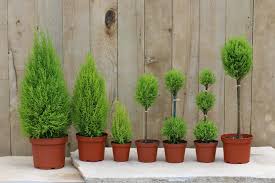 guide to planting live topiaries